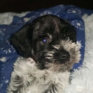 Meet your Posher, Madelyn